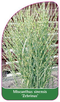 Miscanthus sinensis 'Zebrinus'