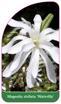 Magnolia stellata 'Waterlily'