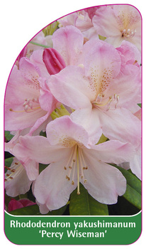 Rhododendron yakushimanum 'Percy Wiseman'