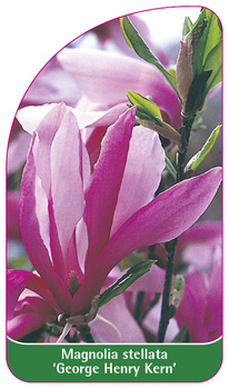 Magnolia stellata 'George Henry Kern'