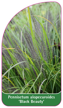 Pennisetum alopecuroides 'Black Beauty'