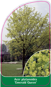 Acer platanoides 'Emerald Queen'