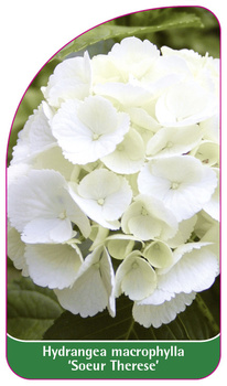 Hydrangea macrophylla 'Soeur Therese'