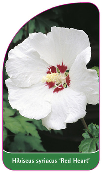 Hibiscus syriacus 'Red Heart'