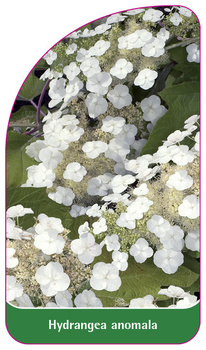 Hydrangea anomala