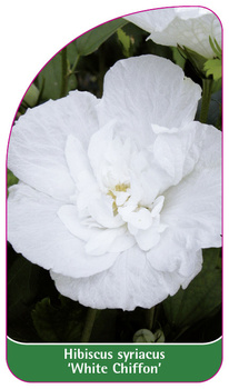 Hibiscus syriacus 'White Chiffon'