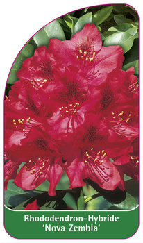 Rhododendron-Hybride 'Nova Zembla'