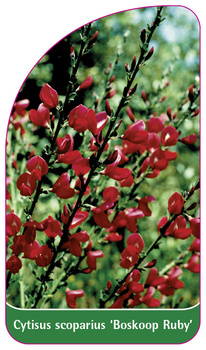 Cytisus scoparius 'Boskoop Ruby'