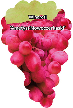 Winorośl Ametyst Nowoczerkasski