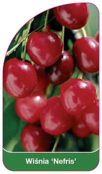 Wiśnia 'Nefris'