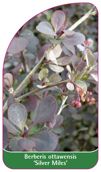 Berberis ottawensis 'Silver Miles'