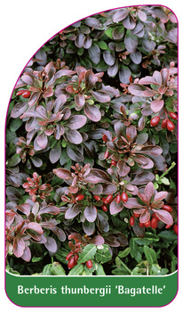 Berberis thunbergii 'Bagatelle'