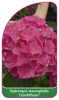 Hydrangea macrophylla 'Leuchtfeuer'