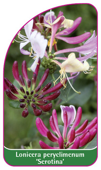 Lonicera peryclimenum 'Serotina'