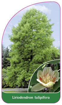 Liriodendron tulipifera