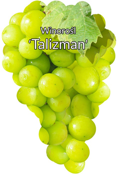 Winorośl Talizman