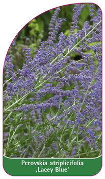 Perovskia atriplicifolia ,Lacey Blue'