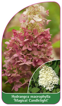 Hydrangea macrophylla 'Magical Candlelight'