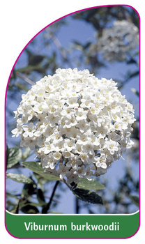 Viburnum burkwoodii