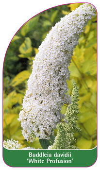 Buddleia davidii 'White Profusion'