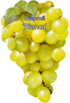 Winorośl Bianca