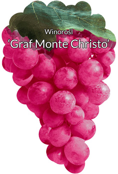 Winorośl Graf Monte Christo
