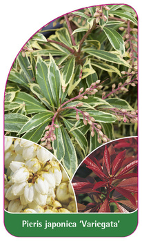 Pieris japonica 'Variegata'