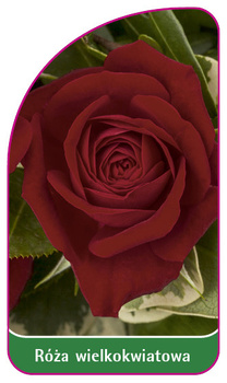 Róza wielkokwiatowa Nr. 246 A