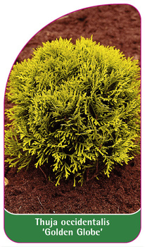 Thuja occidentalis 'Golden Globe'