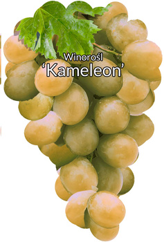 Winorośl Kameleon