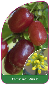 Cornus Mas 'Aurea'