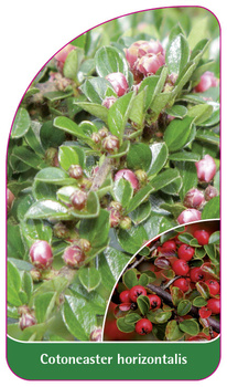 Cotoneaster horizontalis