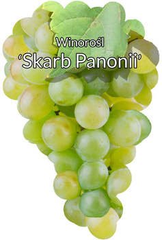 Winorośl Skarb Pannoni