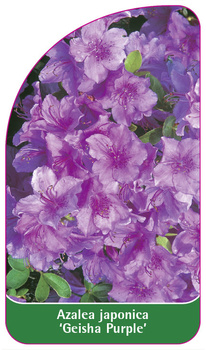 Azalea japonica 'Geisha Purple'