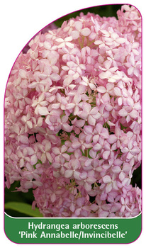 Hydrangea arborescens 'Pink Annabelle/Incrediball'