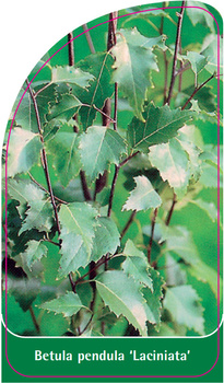 Betula pendula 'Laciniata'