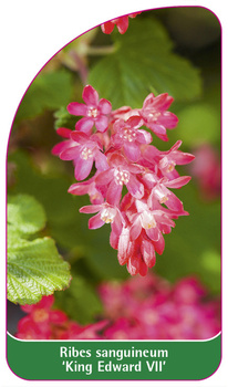 Ribes sanguineum 'King Edward VII'