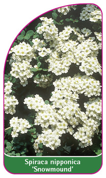 Spiraea nipponica 'Snowmound'