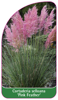 Cortaderia selloana 'Pink Feather'