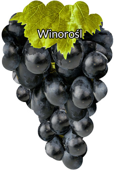 Winorośl Czarna blank
