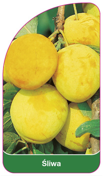Śliwa