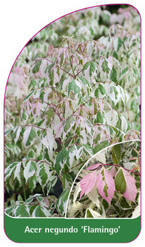 Acer negundo 'Flamingo'