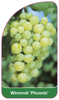 Winorośl 'Phoenix'