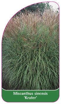 Miscanthus sinensis 'Krater'
