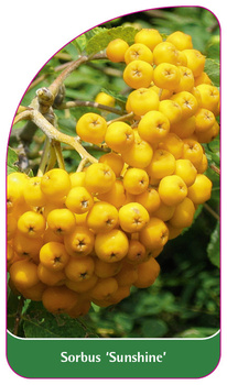 Sorbus 'Sunshine'
