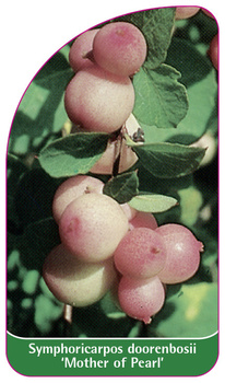 Symphoricarpos doorenbosii 'Mother of Pearl'