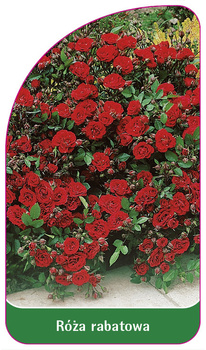 Róza rabatowa Nr. 100
