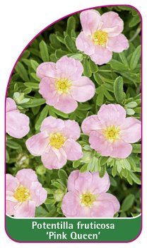 Potentilla fruticosa 'Pink Queen'