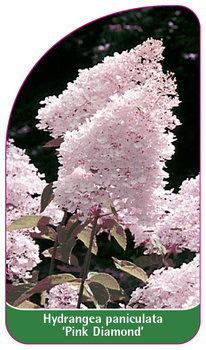 Hydrangea paniculata 'Pink Diamond'