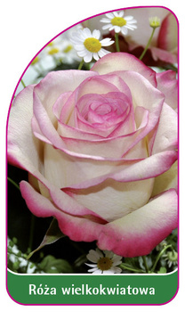 Trandafir cu flori mari Nr. 244